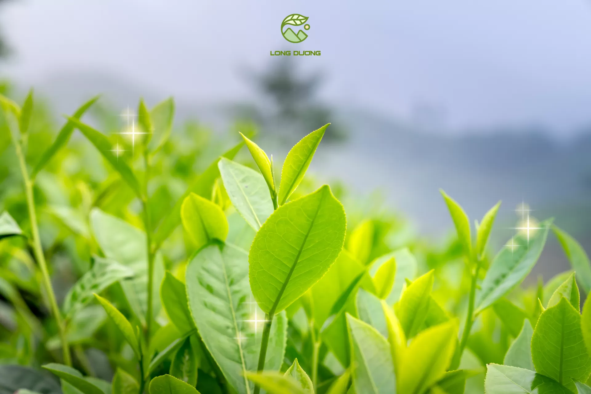 Uống lá trà xanh tươi mỗi ngày có tốt không 