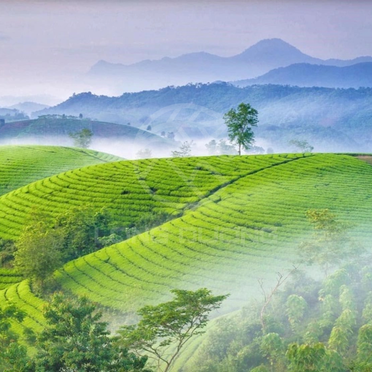 Đồi chè 